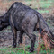 Ngorongoro Crater